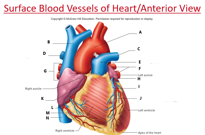 Ch. 13 Cardiovascular System Part 1 Quiz - Quizizz