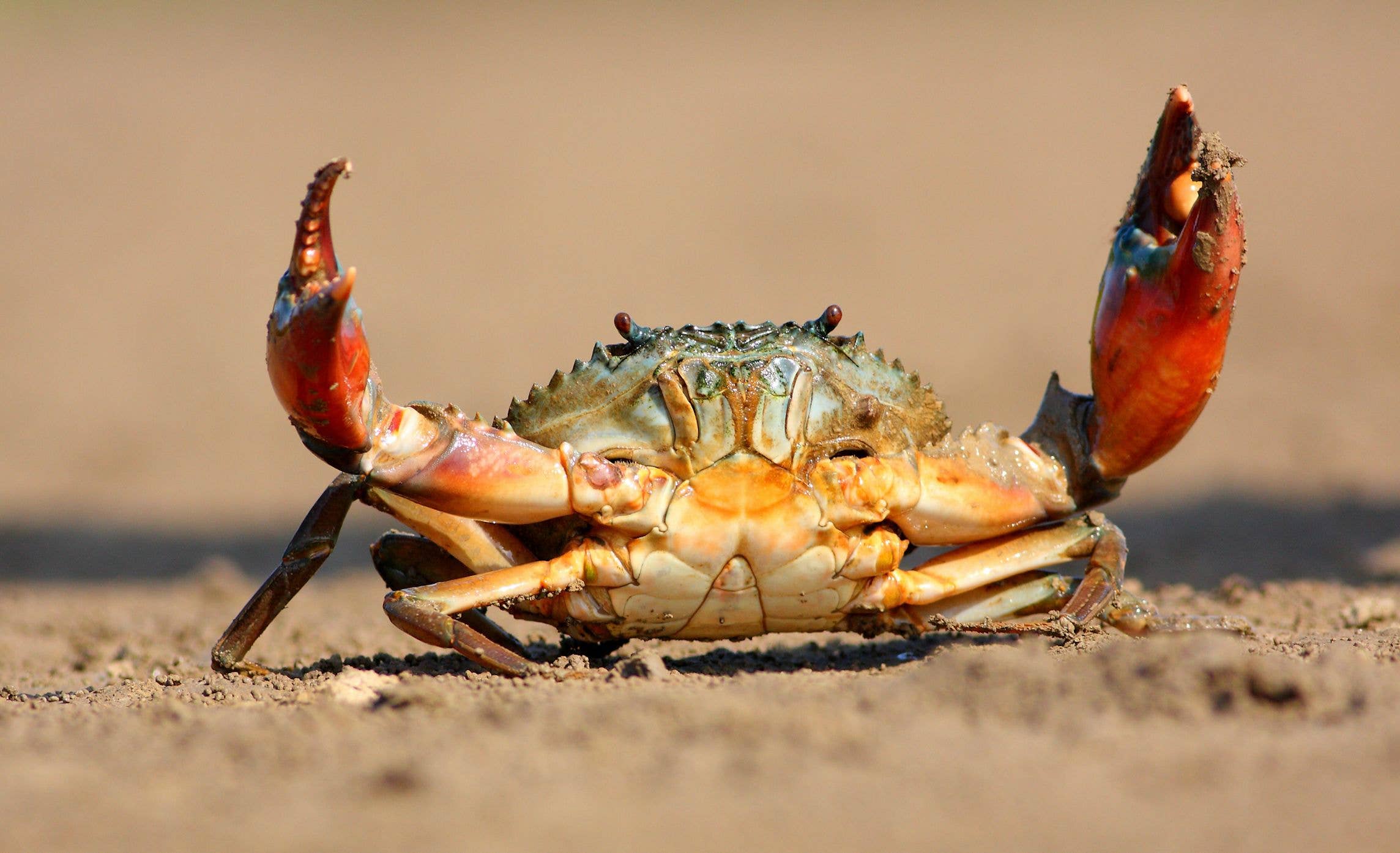 vertebrados e invertebrados - Grado 8 - Quizizz