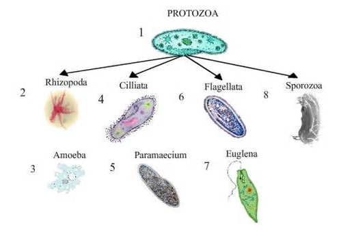 sinh học phát triển - Lớp 7 - Quizizz