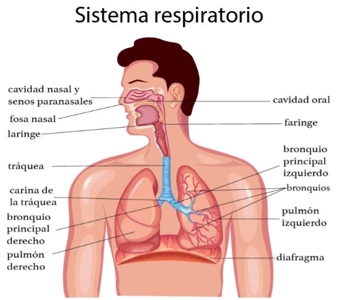 El sistema respiratorio | Quizizz