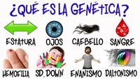 vocabulário de genética genótipo e fenótipo - Série 4 - Questionário