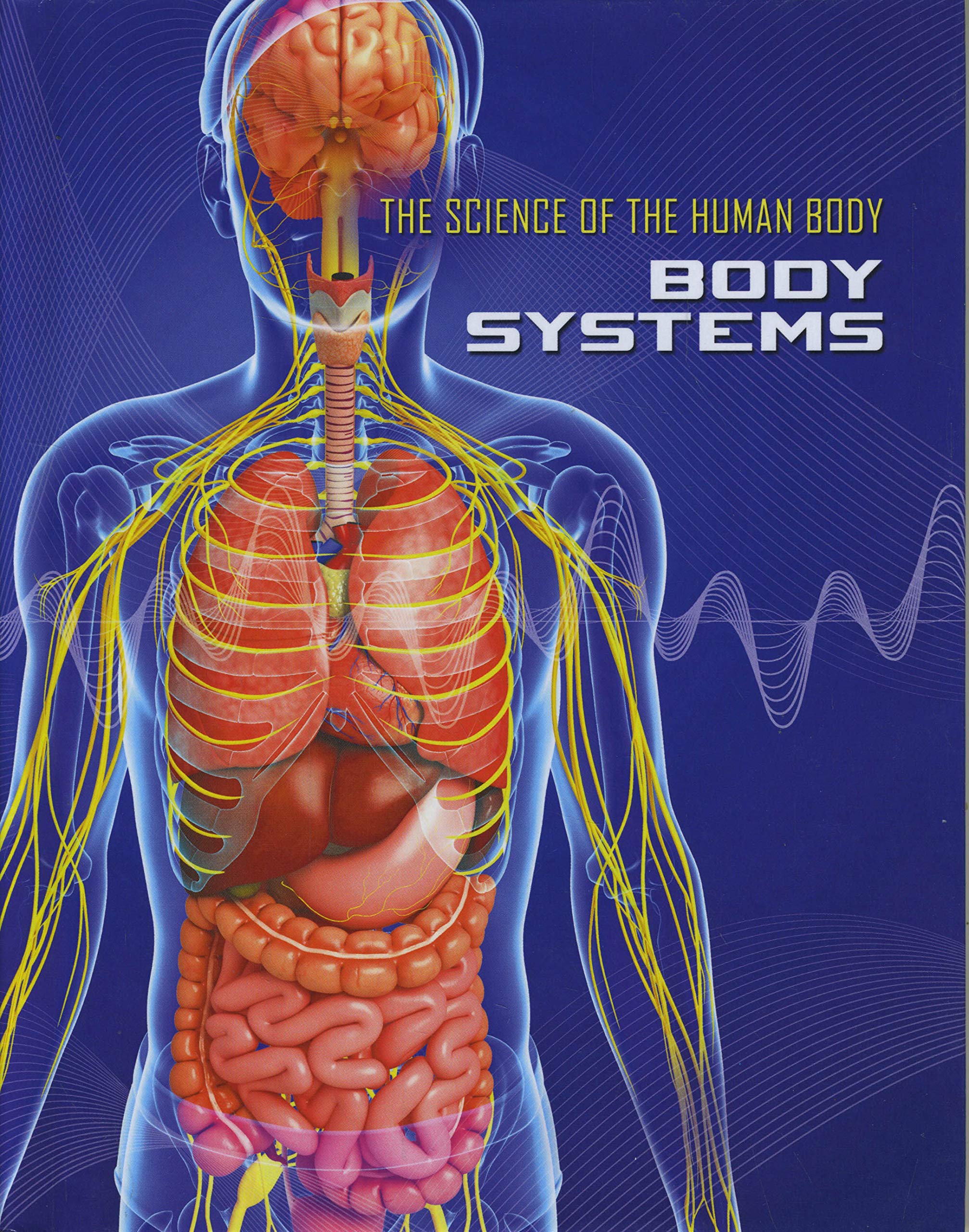 Anatomical Pictures Of Human Body Map Of Human Organs Anatomy