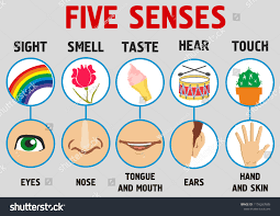 Sensory Words - Grade 11 - Quizizz