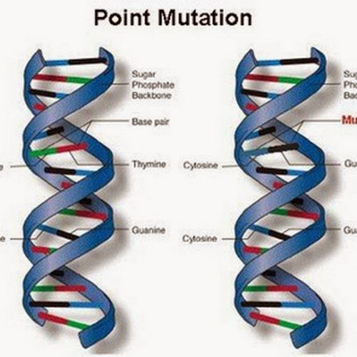 mutasi genetik - Kelas 10 - Kuis