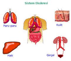 Sisa metabolisme yang dikeluarkan melalui paru paru adalah