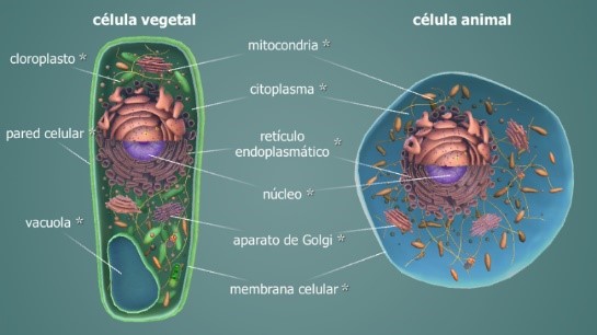 La Célula | Quizizz