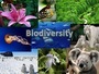 Biodiversity, Food Webs and Chains