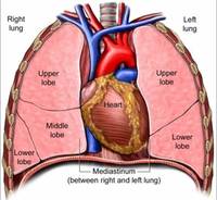 los sistemas circulatorio y respiratorio - Grado 2 - Quizizz
