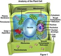 siklus sel dan mitosis - Kelas 7 - Kuis