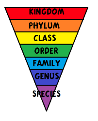 Classification and taxa