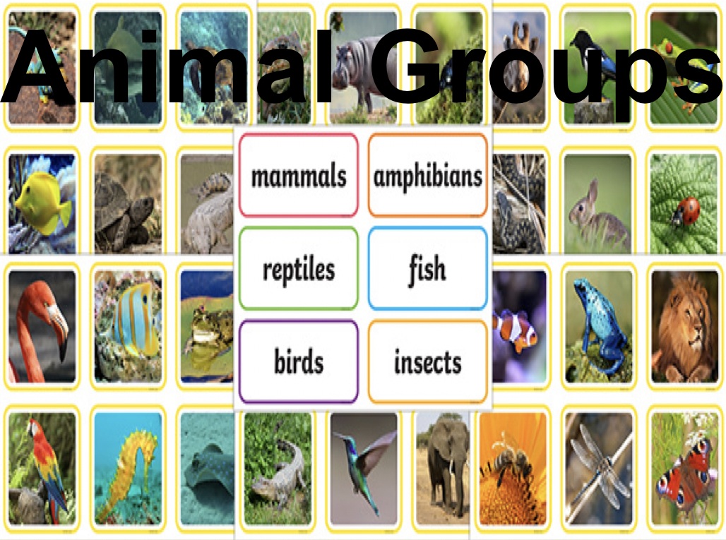 Animal Groups | Science Quiz - Quizizz