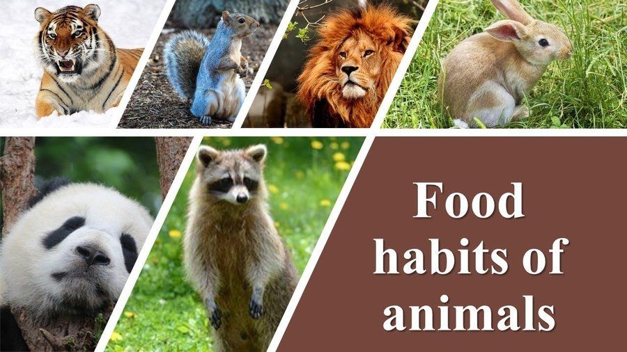 Food Habits Of Animals | Science - Quizizz