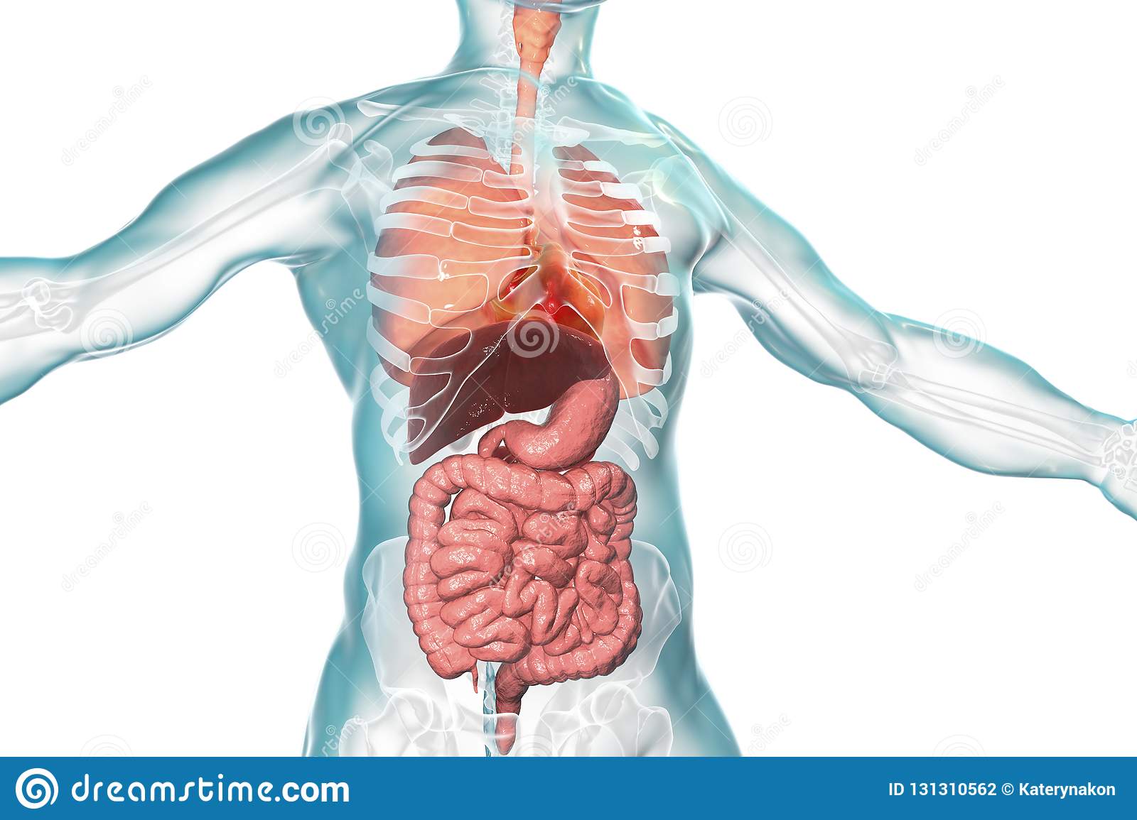 los sistemas digestivo y excretor - Grado 7 - Quizizz