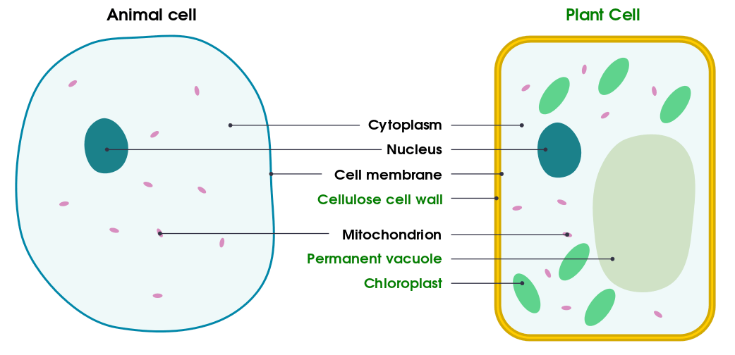 plant cell diagram - Grade 8 - Quizizz