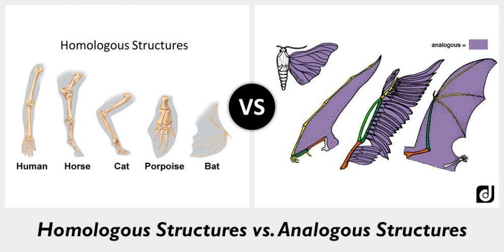 Homologous Analogous And Vestigial Structures Worksheet Answer Key