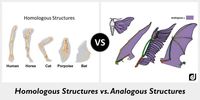 Homologous Analogous Vestigial Structures Quizizz