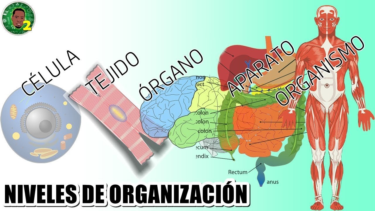 Niveles De Organización En Los Seres Vivos | 324 Jugadas | Quizizz