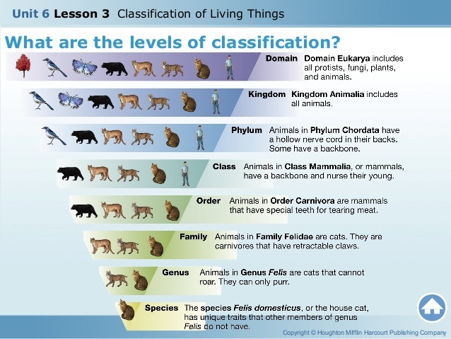 Unit 8 Classification And Taxonomy Test Review Quiz - Quizizz