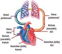 fungsi trigonometri terbalik - Kelas 3 - Kuis