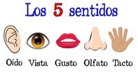 Los 5 Sentidos Tarjetas didácticas - Quizizz