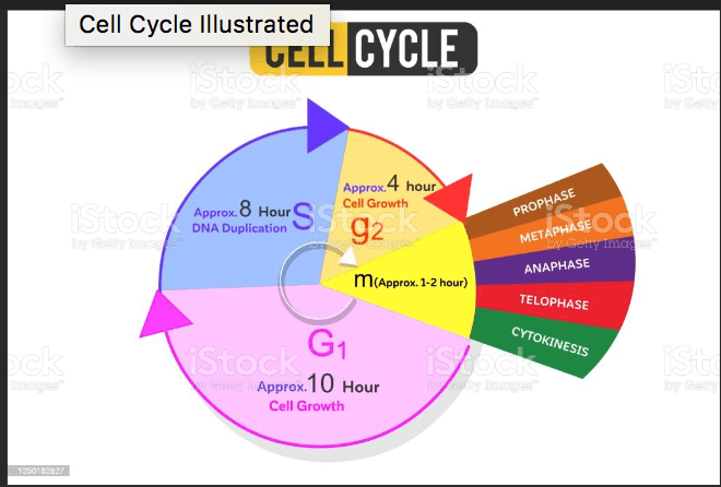 the cell cycle and mitosis - Year 12 - Quizizz