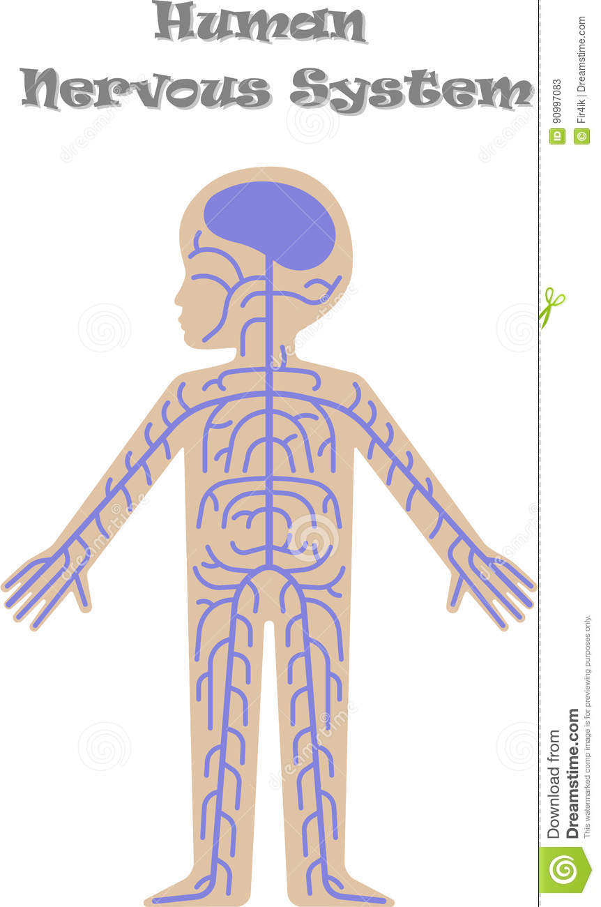 los sistemas nervioso y endocrino - Grado 4 - Quizizz