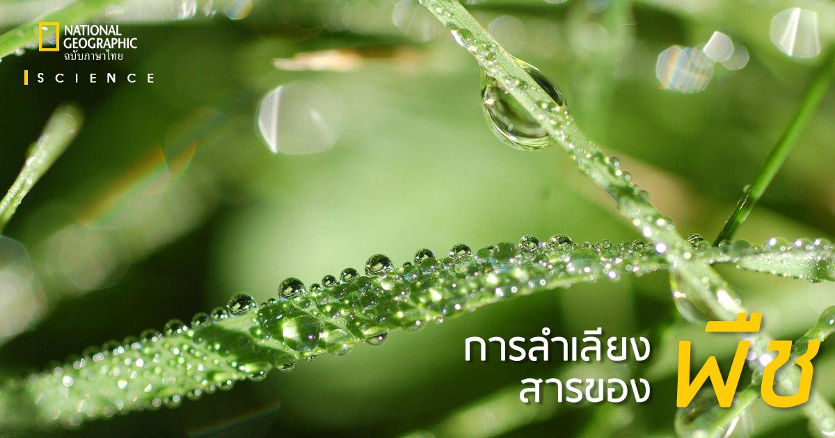 เนื้อเยื่อ - ระดับชั้น 4 - Quizizz