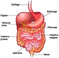 los sistemas digestivo y excretor - Grado 5 - Quizizz