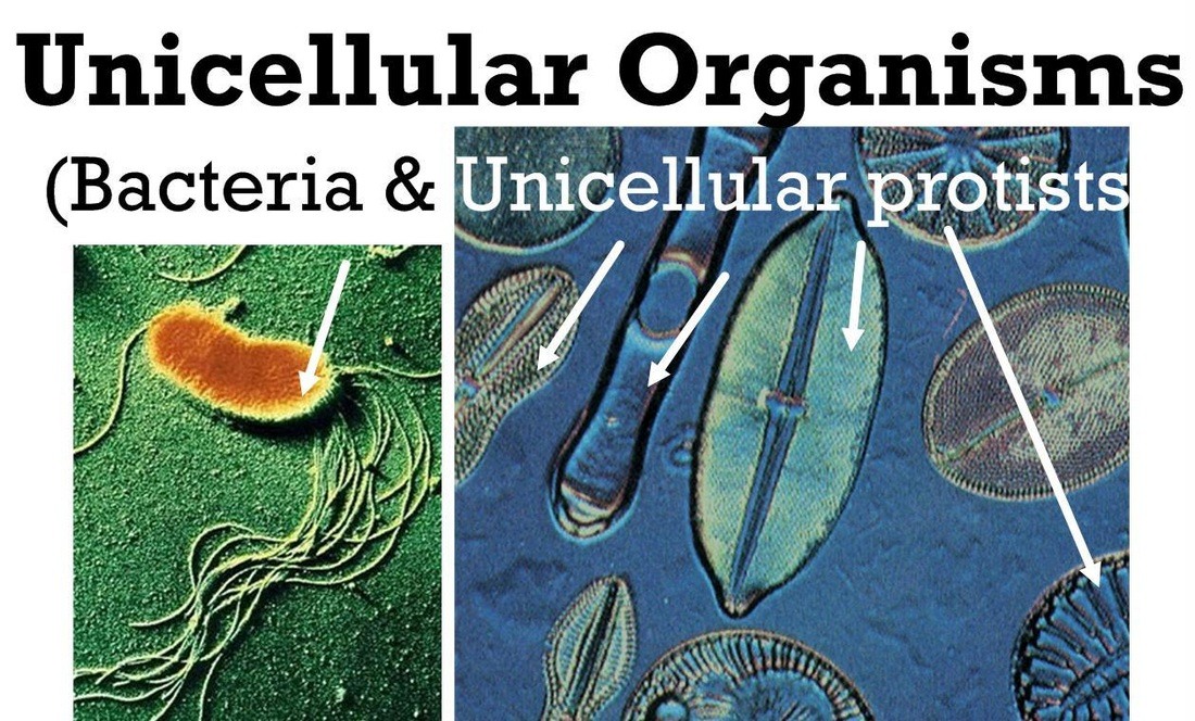 Unicellular Organisms Meaning In English