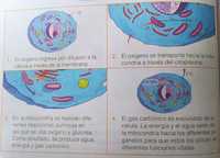 respiración celular - Grado 5 - Quizizz