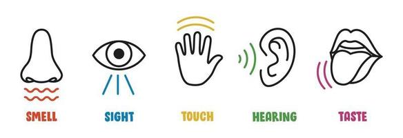 The 5 Senses - Grade 12 - Quizizz