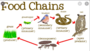 Food Chain