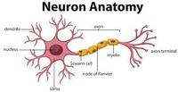 sistem saraf dan endokrin - Kelas 11 - Kuis