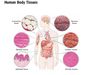 Cell & Tissue Types in the Human Body