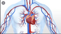 eletrocardiograma Flashcards - Questionário