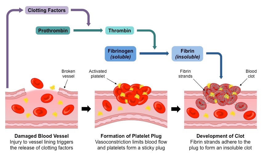 blood-clotting-mechanism-biology-quizizz