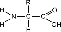 Amino Acids - Grade 11 - Quizizz