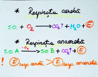 RESPIRATIA AEROBA SI ANAEROBA