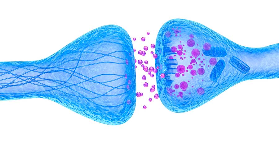 biología vegetal - Grado 10 - Quizizz