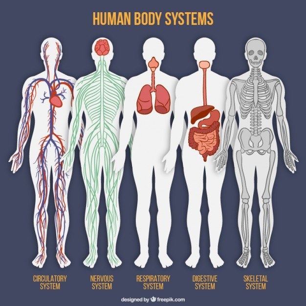 Body Systems Structure and Function Formative Assessment Quiz - Quizizz