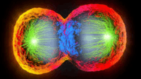 cell division - Year 10 - Quizizz