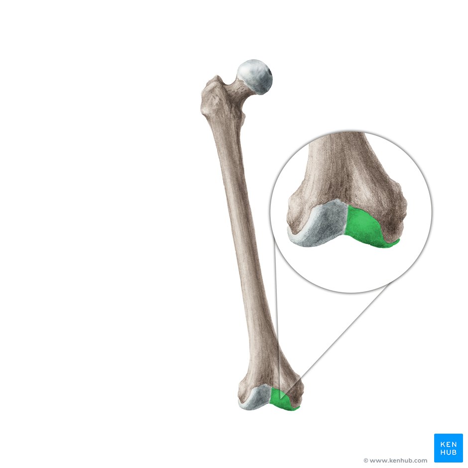 SM2 Knee Landmarks | Other - Quizizz