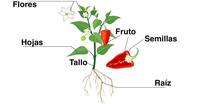 partes de la planta y sus funciones - Grado 1 - Quizizz