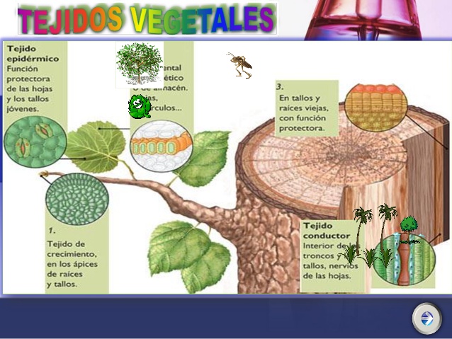 tejidos - Grado 5 - Quizizz