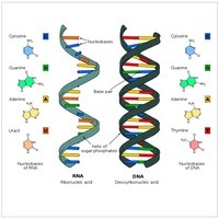 síntesis de arn y proteínas Tarjetas didácticas - Quizizz