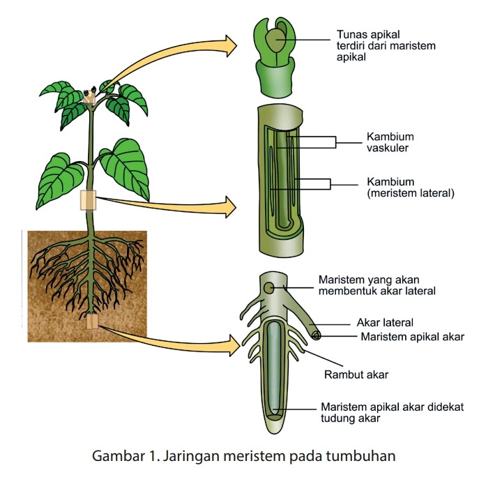 Zona rambut akar di tumbuhan pada terdapat Jaringan tumbuhan