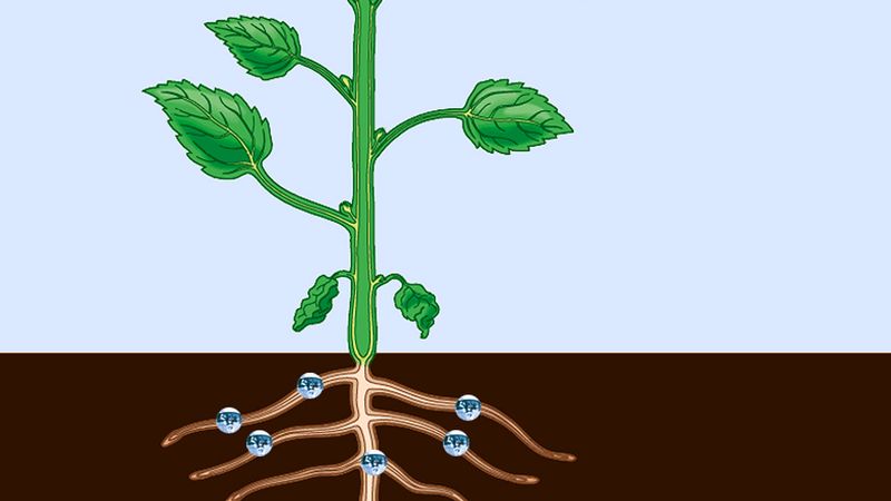 plant biology - Grade 1 - Quizizz