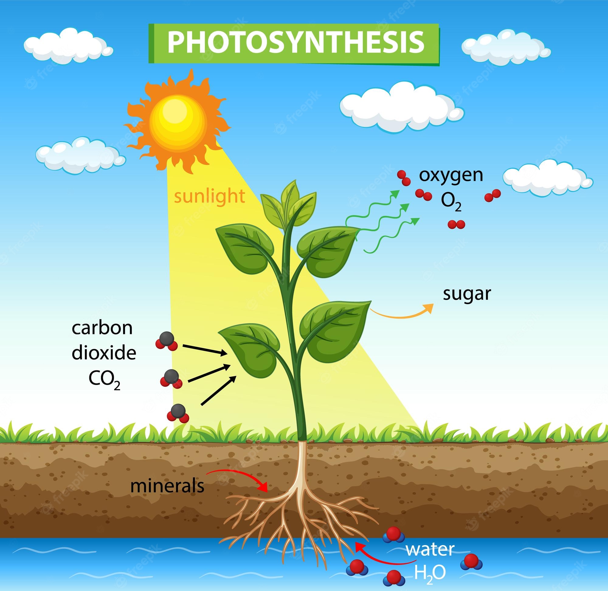 10th - Biology - Photosynthesis | 237 plays | Quizizz