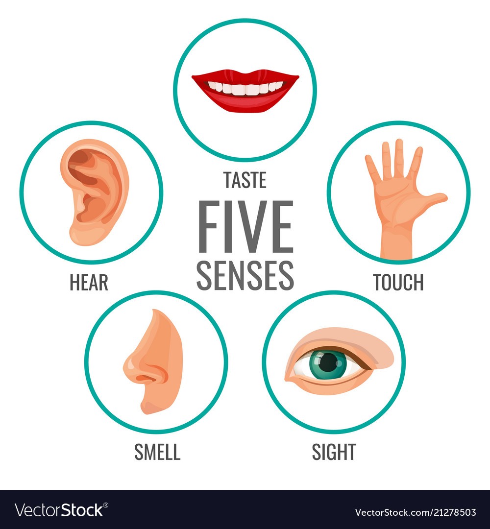 The Senses | Quizizz