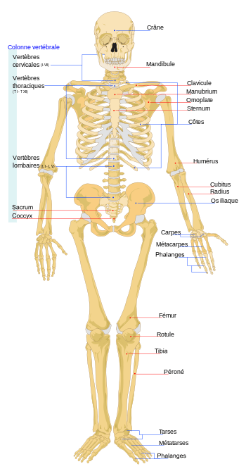 Kecuali berikut jenis otot terdapat pada polos organ-organ OTOT POLOS